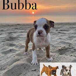 Boxer Puppies - Standard, Merle, & Minis Available in Ontario, ca