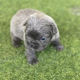 French Bulldog - Female Blue Full Fluffy, 6 Weeks Old in Orlando, fl