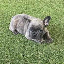 French Bulldog - Female Blue Brindle Puppy in Orlando, fl