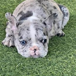 French Bulldog - Female Blue Merle, 6 Weeks Old in Orlando, fl