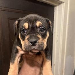 Pocket Bully Puppies Available in Detroit, mi