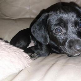 Female Chiweenie Puppy Available in Mocksville, nc