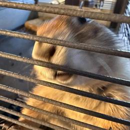 2 Friendly Female Prairie Dogs for Adoption in Blythewood, sc
