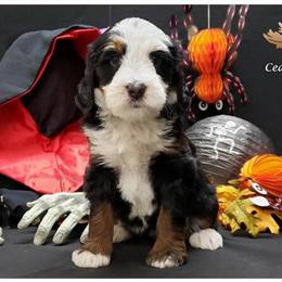 Bernedoodle Puppies Available in Various Sizes and Colors in Slinger, wi