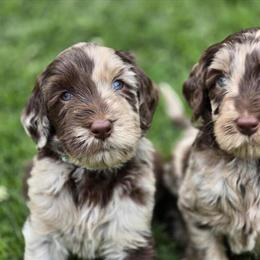 Goldendoodle Puppies Available in Various Sizes and Colors in Slinger, wi