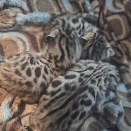 Bengal Kittens Available in Plymouth, wi