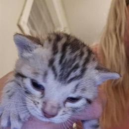 Bengal Kittens Ready to Leave December 28th in Plymouth, wi