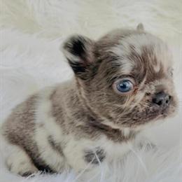 Miniature French Bulldogs with Blue Eyes - Rare Find in Miami, fl