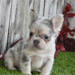 Fluffy French Bulldog Puppies Available in Miami, fl
