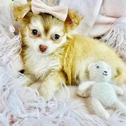 Chihuahua Teacups and Toys with Hand Delivery in Miami, fl