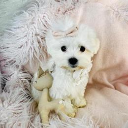 Maltese Puppy for Adoption in Miami, fl