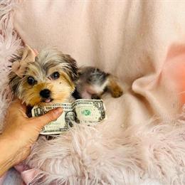 Yorkshire Terrier Puppy Ready for New Home in Miami, fl