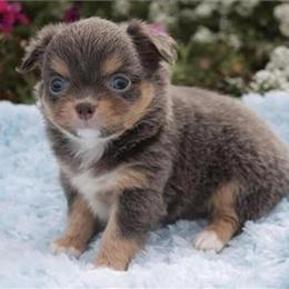 Cavapoo Puppy with Hand Delivery Available in Miami, fl