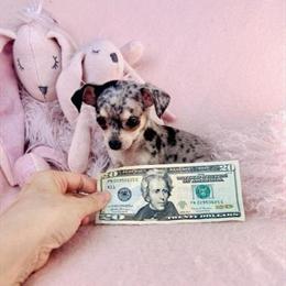 Maltese and Other Designer Puppies Available with Delivery in Miami, fl