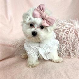 Maltese, Yorkies, Chihuahuas, Pomeranians, and Poodles Available in Miami, fl