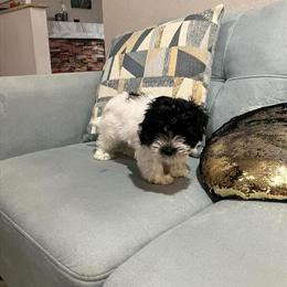 Havanese puppies seeking loving homes in Port Richey, fl