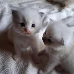 Ragdoll Kittens for Sale in Chicago/St. Louis Area in Chicago, il