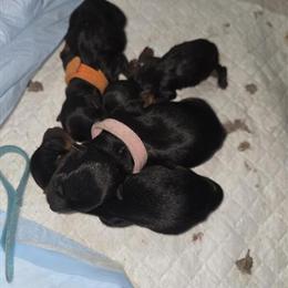 Teacup Yorkshire Terriers Available for Christmas in Bridgeton, nj