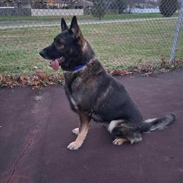 German Shepherd Stud Available for Approved Females in Louisville, ky