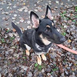 German Shepherd Female - AKC Registered, 7 Months Old in Louisville, ky