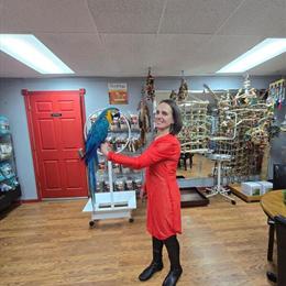 Blue and Gold Macaw for Adoption in Stroudsburg, pa