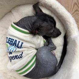 Xoloitzcuintli Miniature - 6 Months Old and Ready for a New Home in Fremont, oh