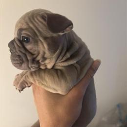 French Bulldogs Available - 4 Boys and 2 Girls in Milwaukee, wi