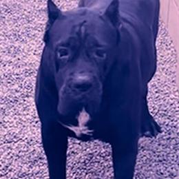 Beautiful Cane Corso Female Available for Rehoming in Burbank, ca