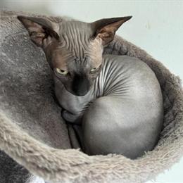 Sphynx Stud Available for Breeding in Fremont, oh
