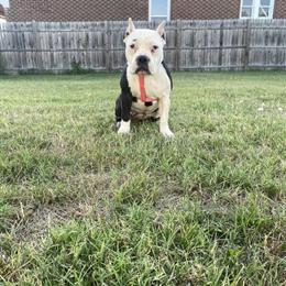 Female Bully Pup Available for Rehoming in South Bend, in