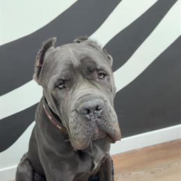 Cane Corso - Handsome and Well-Mannered in Fremont, oh