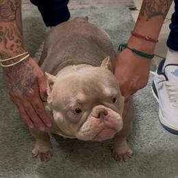 Female Bully for Sale - 1.5 Years Old with Papers in Pleasant Hill, ca