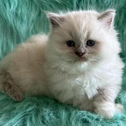 Ragdoll Male Kitten for Adoption in Bushnell, fl
