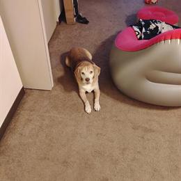 Beagle Corgi Mix Jasper Needs a New Home ASAP in Streetsboro, oh