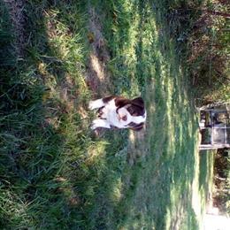 English Bulldog Puppy in Sharon, pa