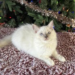 Ragdoll Male Kitten Available for Christmas in Bushnell, fl