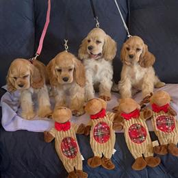 Purebred American Cocker Spaniel Puppies from Champion Lines Ready for Homes in Moreno Valley, ca