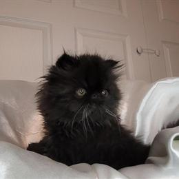 Exotic Kittens for Adoption in Columbia, sc