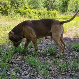 Adult Male American Bully Available for Pet Home Only in Jacksonville, fl
