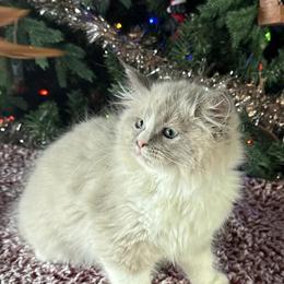 Ragdoll Male Kitten - TICA Registered and Ready for a New Home in Bushnell, fl