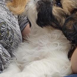 Shih Tzu Mix Puppies Ready for Forever Homes in Green Bay, wi