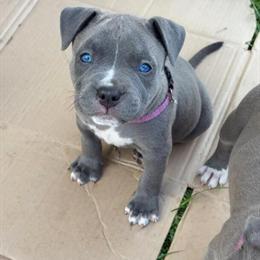 Blue Nose American Pit Bull Terrier Puppies for Sale in Miami, fl