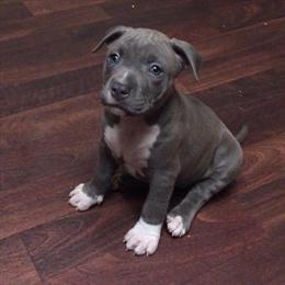 Blue Nose Pit Bull Puppies with Blue Eyes in Miami, fl