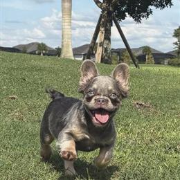 French Bulldog Female - Lilac & Tan - 7 Months - AKC - UTD on Shots in Immokalee, fl