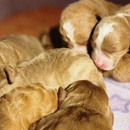 Australian Labradoodle Puppies Available for Deposit in Lapeer, mi