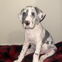 Great Dane Puppies Ready for Loving Homes in Cameron, wi