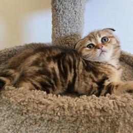 Scottish Fold Kitten with Folded Ears Ready for New Home in Philadelphia, pa