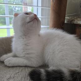 Scottish Fold Male Kitten Available This Weekend in Philadelphia, pa