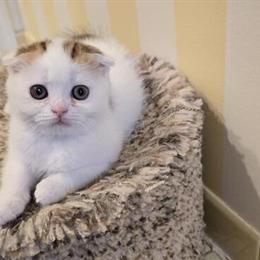 Scottish Fold Kittens for Sale - Playful and Affectionate in Philadelphia, pa