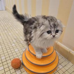 Scottish Fold Kittens - Beautiful Long-Haired Girls Ready Now in Philadelphia, pa